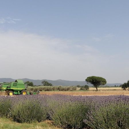 Agriturismo Susanna E Atria Bibbona Eksteriør bilde