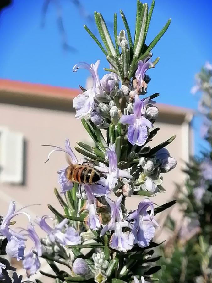 Agriturismo Susanna E Atria Bibbona Eksteriør bilde