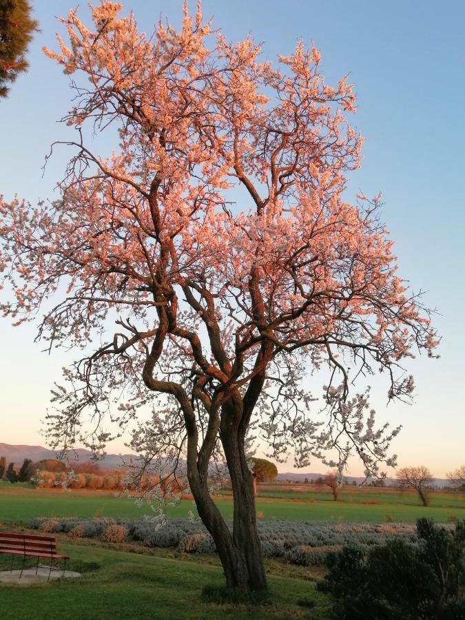 Agriturismo Susanna E Atria Bibbona Eksteriør bilde